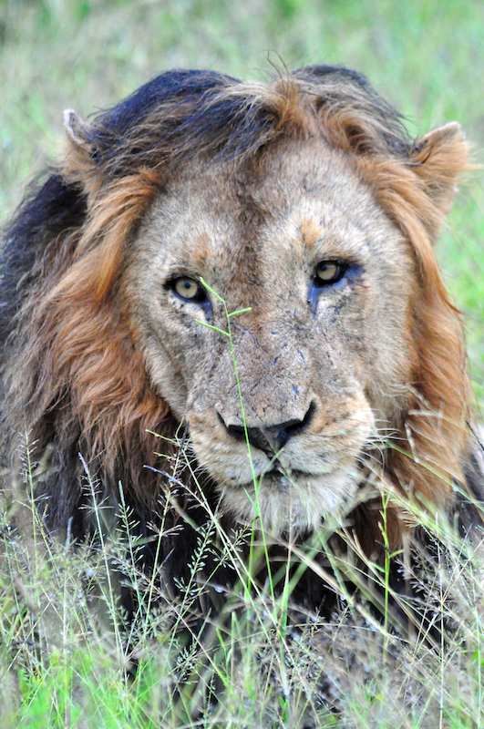 Melanie Heinrich - travel images - Lion Sands Private Game Reserve